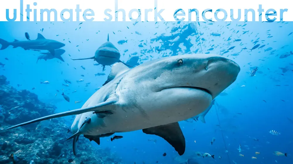 Shark-dive-related image hosted on Aqua-Trek's official Shark Dive at The Bistro page; treated as representative, not confirmed to depict this specific tour
