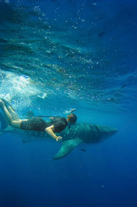 Operator tour-page photo showing a snorkeler swimming alongside a whale shark in Cabo's clear blue waters.