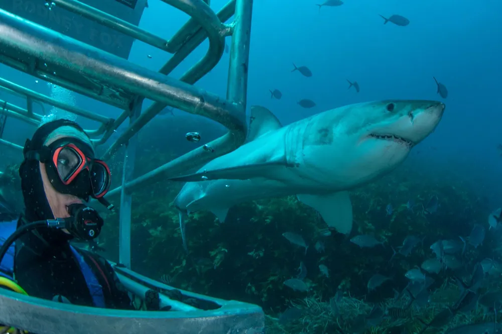 Image de la page opérateur nommée Ocean-Floor.jpeg, pertinente pour l’expérience de cage au fond de l’océan proposée par l’opérateur ; l’image elle‑même n’est pas affirmée comme représentant un trajet réel.
